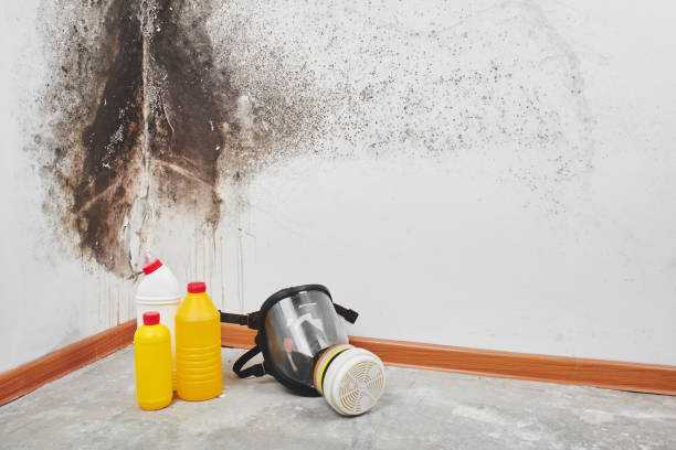 Mold Testing and Removal in North Haledon, NJ