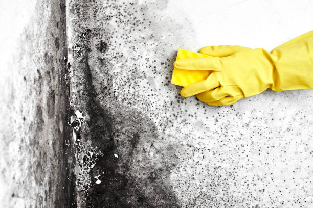 Best Home Mold Removal  in North Haledon, NJ