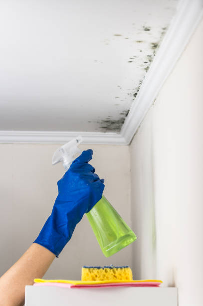 Best Office Mold Removal Services  in North Haledon, NJ