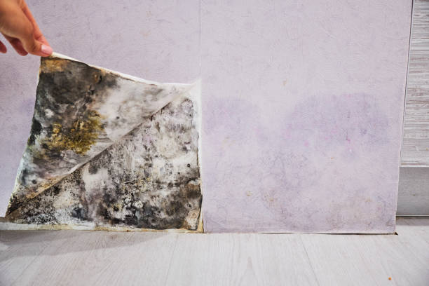 Best Mold Removal Company Near Me  in North Haledon, NJ